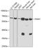 Phosphoglucomutase-1 antibody, GTX54640, GeneTex, Western Blot image 