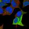 Doublecortin antibody, HPA036121, Atlas Antibodies, Immunofluorescence image 