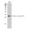 Olfactory Receptor Family 8 Subfamily G Member 5 antibody, LS-C385217, Lifespan Biosciences, Western Blot image 