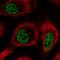 RNA Binding Motif Protein 25 antibody, HPA070713, Atlas Antibodies, Immunofluorescence image 