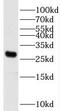 Phosphoglycerate Mutase 2 antibody, FNab06347, FineTest, Western Blot image 
