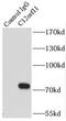 Integrator Complex Subunit 13 antibody, FNab01012, FineTest, Immunoprecipitation image 