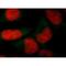Lag antibody, MA1-5878, Invitrogen Antibodies, Immunofluorescence image 