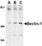 BECN1 antibody, TA306255, Origene, Western Blot image 