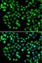 Metabotropic glutamate receptor 4 antibody, LS-C346403, Lifespan Biosciences, Immunofluorescence image 