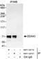 DEAD-Box Helicase 43 antibody, NBP1-28701, Novus Biologicals, Immunoprecipitation image 