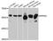Serine/threonine-protein phosphatase 5 antibody, abx126407, Abbexa, Western Blot image 