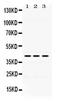Dihydroorotate Dehydrogenase (Quinone) antibody, PA5-79153, Invitrogen Antibodies, Western Blot image 