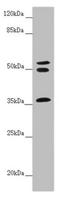 Ring Finger Protein 41 antibody, LS-C676409, Lifespan Biosciences, Western Blot image 