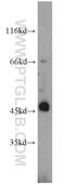 Inhibin beta A chain antibody, 10651-1-AP, Proteintech Group, Western Blot image 