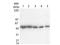 Clostridium Tetani Tetanus Exotoxin antibody, NBP1-78003, Novus Biologicals, Western Blot image 