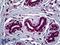 HNF-3-beta antibody, LS-B5424, Lifespan Biosciences, Immunohistochemistry frozen image 