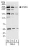 Inositol 1,4,5-trisphosphate receptor type 3 antibody, A302-160A, Bethyl Labs, Western Blot image 