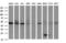 Homocysteine Inducible ER Protein With Ubiquitin Like Domain 1 antibody, M04908, Boster Biological Technology, Western Blot image 