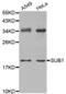 SUB1 Regulator Of Transcription antibody, abx003338, Abbexa, Western Blot image 