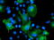 Osm antibody, TA503462, Origene, Immunofluorescence image 