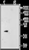 Potassium channel subfamily K member 10 antibody, GTX16655, GeneTex, Western Blot image 