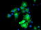 Monoglyceride Lipase antibody, TA503068, Origene, Immunofluorescence image 