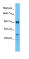 Protein bicaudal C homolog 1 antibody, orb331445, Biorbyt, Western Blot image 