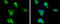 Phospholipase C Beta 2 antibody, GTX133765, GeneTex, Immunocytochemistry image 