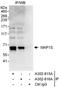 Microtubule Associated Protein 1S antibody, A302-816A, Bethyl Labs, Immunoprecipitation image 