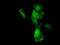 CAP-50 antibody, TA500950, Origene, Immunofluorescence image 
