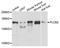 Phospholipase C Beta 2 antibody, A8141, ABclonal Technology, Western Blot image 