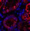 Thioredoxin Interacting Protein antibody, A01409, Boster Biological Technology, Immunofluorescence image 