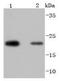 Peroxiredoxin 2 antibody, A01982-1, Boster Biological Technology, Western Blot image 