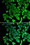 Prostaglandin E Synthase 2 antibody, PA5-77150, Invitrogen Antibodies, Immunofluorescence image 