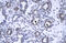YEATS domain-containing protein 4 antibody, ARP30118_P050, Aviva Systems Biology, Immunohistochemistry frozen image 