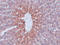 Jumonji Domain Containing 1C antibody, 5371, ProSci, Immunohistochemistry frozen image 