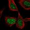 Cell Division Cycle 25C antibody, HPA066991, Atlas Antibodies, Immunofluorescence image 