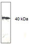 Programmed Cell Death 1 antibody, AM33412PU-N, Origene, Western Blot image 