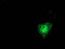 Mitogen-Activated Protein Kinase 7 antibody, TA502203, Origene, Immunofluorescence image 