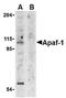 APAF antibody, AP05812PU-N, Origene, Western Blot image 
