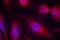 PHF-tau antibody, AP09499PU-N, Origene, Immunofluorescence image 