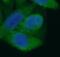 Lactamase Beta antibody, FNab04672, FineTest, Immunofluorescence image 