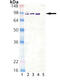Heat shock protein HSP 90-alpha antibody, ADI-SPA-839-200, Enzo Life Sciences, Western Blot image 