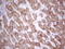 Sulfite Oxidase antibody, LS-C339775, Lifespan Biosciences, Immunohistochemistry frozen image 