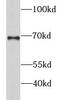 G1 To S Phase Transition 2 antibody, FNab03681, FineTest, Western Blot image 