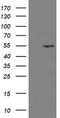 LanC Like 2 antibody, TA800249S, Origene, Western Blot image 