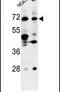Thrombospondin Type Laminin G Domain And EAR Repeats antibody, PA5-26283, Invitrogen Antibodies, Western Blot image 
