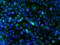 c-Kit antibody, GTX33947, GeneTex, Immunofluorescence image 