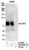 Solute Carrier Family 7 Member 2 antibody, A304-445A, Bethyl Labs, Immunoprecipitation image 