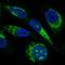Mitochondrial Ribosomal Protein L23 antibody, HPA050406, Atlas Antibodies, Immunocytochemistry image 
