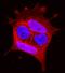 EPH Receptor A1 antibody, AF638, R&D Systems, Immunofluorescence image 