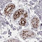 Homeobox protein engrailed-1 antibody, HPA073141, Atlas Antibodies, Immunohistochemistry frozen image 