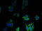 Defensin Beta 1 antibody, A52788-100, Epigentek, Immunofluorescence image 