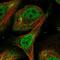 Zinc Finger Protein 503 antibody, NBP1-81889, Novus Biologicals, Immunofluorescence image 